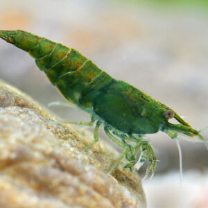 Neocaridina davidi Green Jade