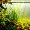Sagittaria subulata Needle Leaf in vitro