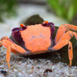 Crabe Geosesarma Disco Red