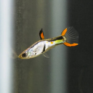 Guppy Endler Silverado