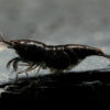 Neocaridina davidi Black Sakura