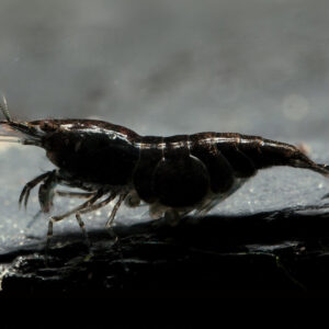 Neocaridina davidi Black Sakura