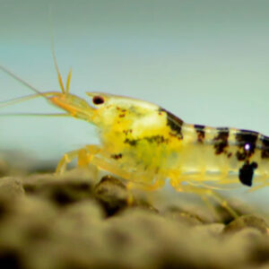 Neocaridina davidi Calceo Black