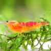 Neocaridina davidi Calceo Red
