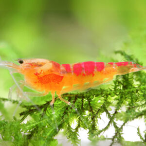 Neocaridina davidi Calceo Red
