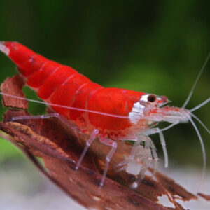Neocaridina davidi Red Santa