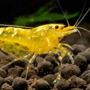 Neocaridina davidi Yellow Pinto