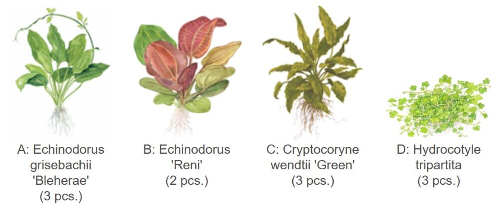Aménagement de Plantes n°01 (48L) – Image 4