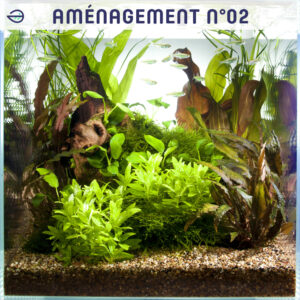 Aménagement de plantes 02 tropica layout 43